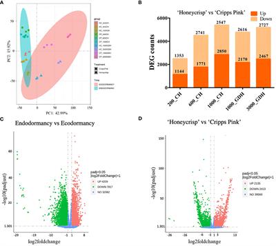 From endodormancy to ecodormancy: the transcriptional landscape of apple floral buds